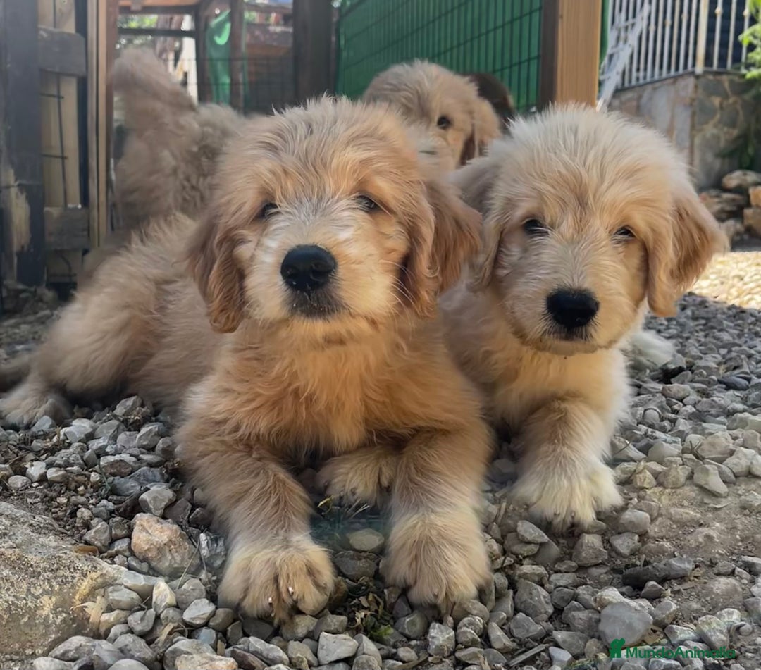 Goldendoodle perros en venta: Goldendoodle  - Imagen 3