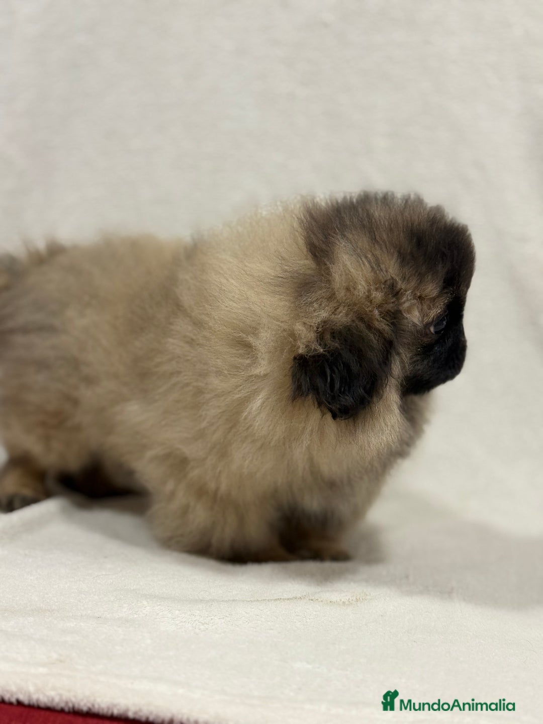 Pekinés perros en venta: Monísimo Pekines Imperial  - Imagen 4