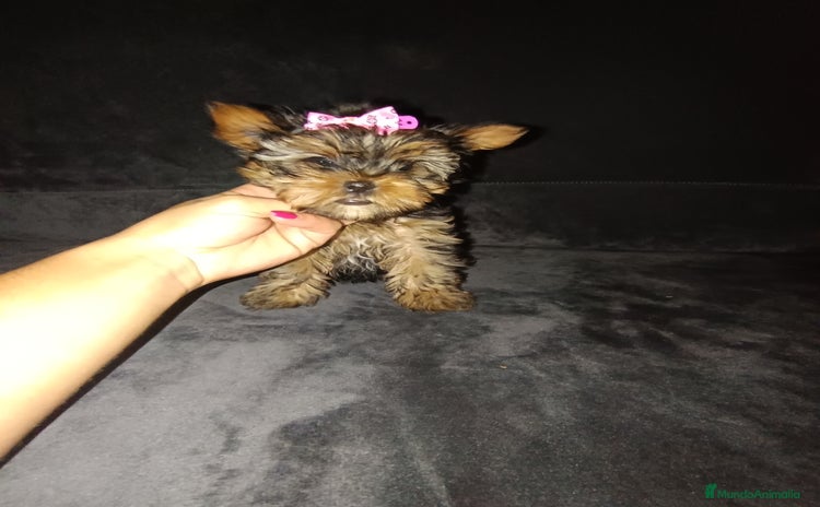 Yorkshire Terrier perros - Anuncio 1