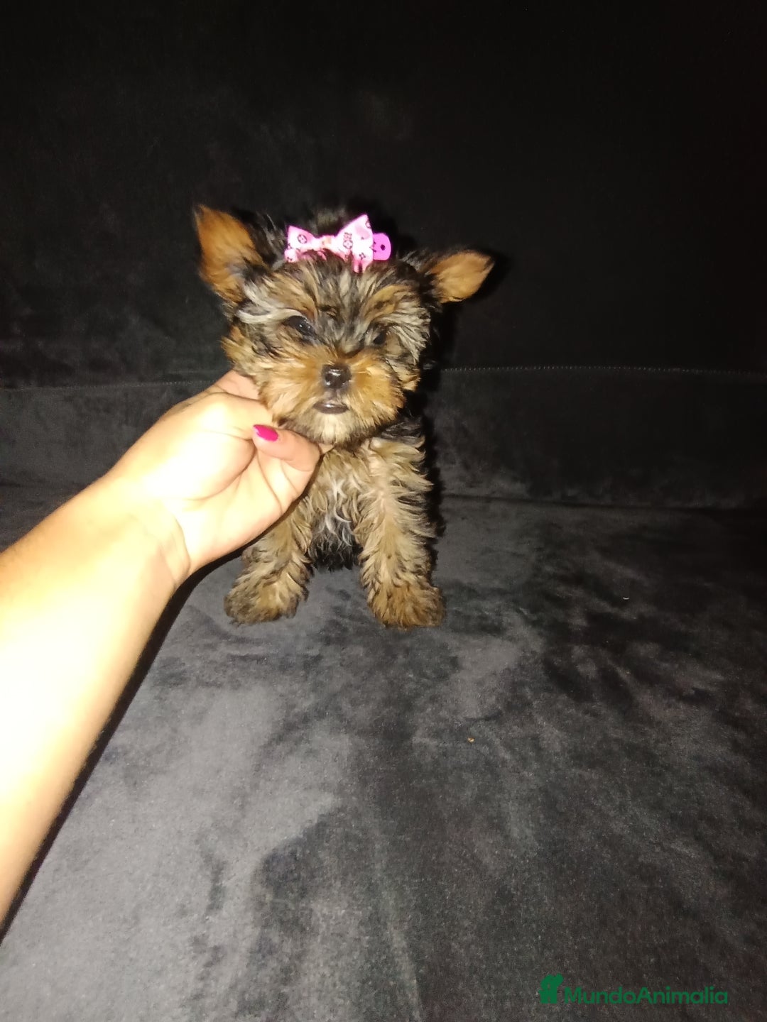 Yorkshire Terrier perros en venta: Yorkshire toy - Imagen 1