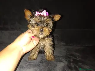 Yorkshire Terrier perros Yorkshire toy - Anuncio 12