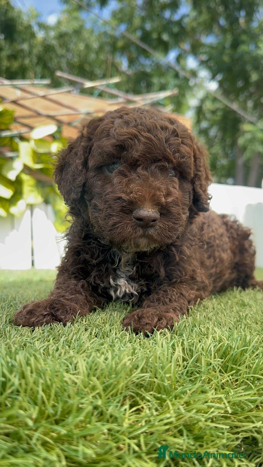 Perro de Agua Español perros en venta: PERRO DE AGUA ESPAÑOL - Imagen 29