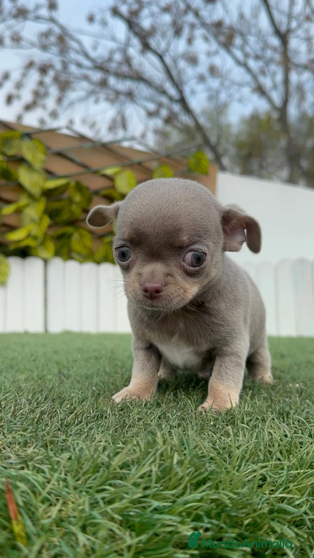 Chihuahua perros en venta: CHIHUAHUA LILAC AND TAN - Anuncio 10