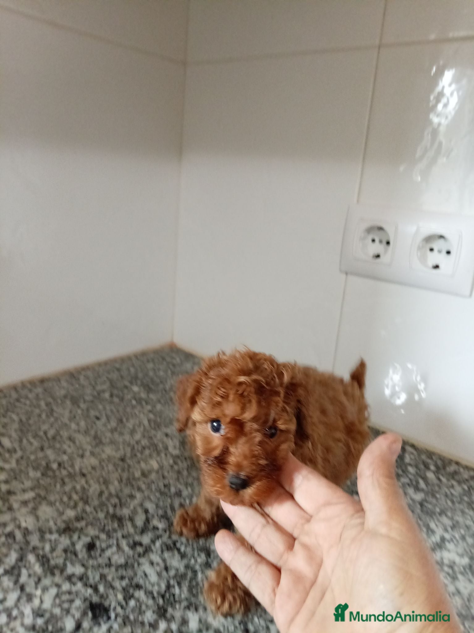 Caniche Toy perros Caniche toy - Anuncio 2