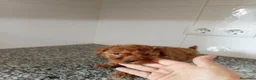 Caniche Toy perros en venta: Caniche toy - Anuncio 3
