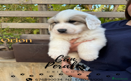 Perro de Montaña de los Pirineos perros en venta: PRECIOSOS CACHORROS DE LOS PIRINEOS - Imagen 3