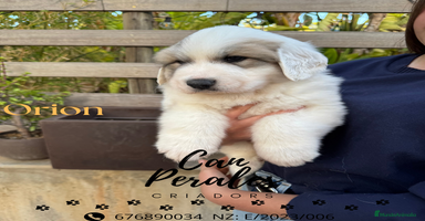 Perro de Montaña de los Pirineos perros - Anuncio 3