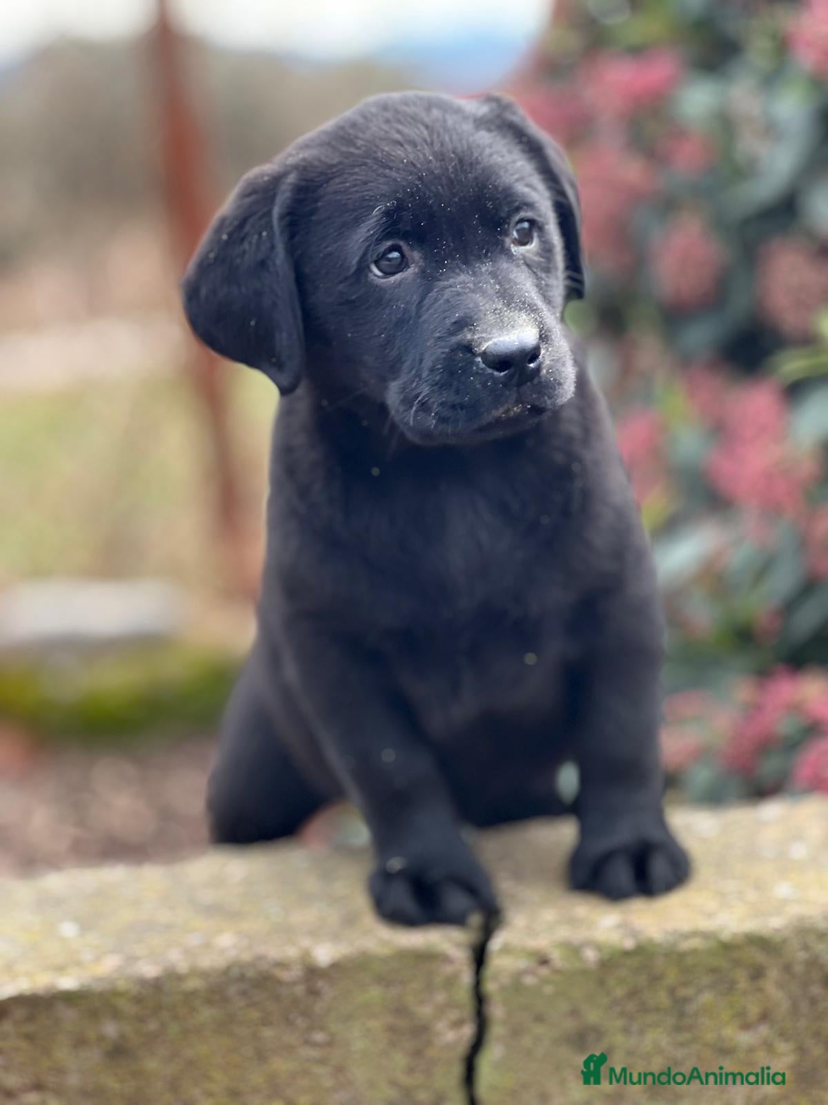 Labrador Retriever perros LABRADOR NEGRO NACIONAL en Barcelona - Anuncio 2