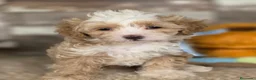 Maltipoo perros en venta: MALTIPOO - Anuncio 15