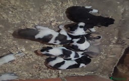 Mastín Español perros en venta: Camada mastin español - Imagen 2