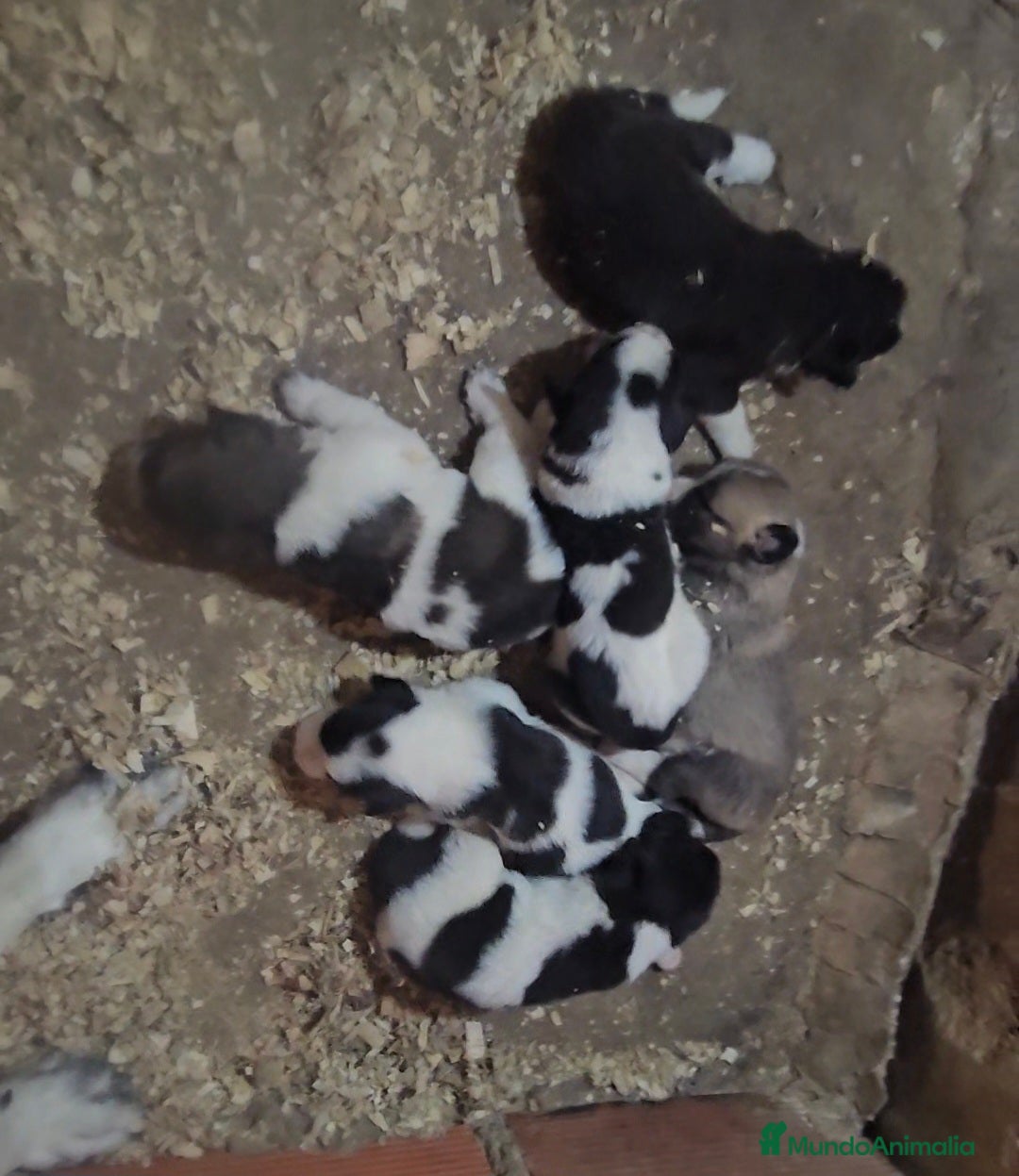 Mastín Español perros en venta: Camada mastin español - Imagen 2