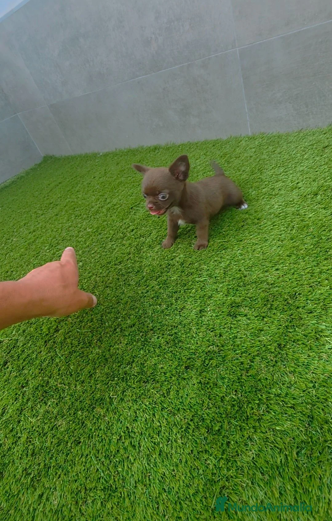 Chihuahua perros en venta: DISPONIBLE CHIHUAHUA MACHO CHOCOLATE  - Anuncio 4
