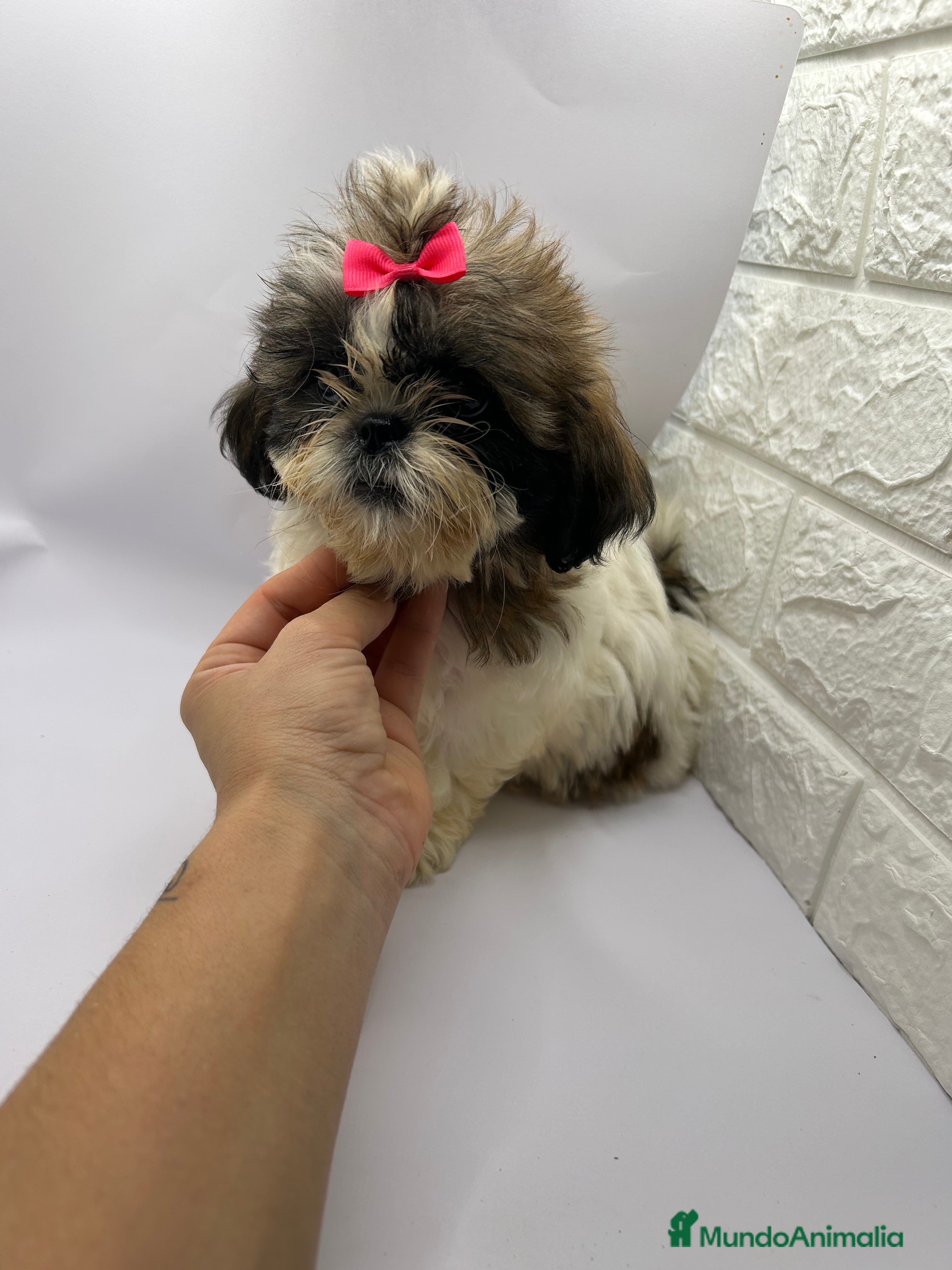Shih Tzu perros Shih Tzu del Valle caprice  - Anuncio 9