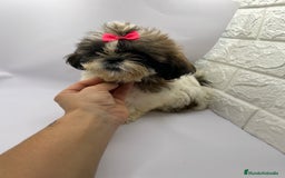 Shih Tzu perros en venta: Shih Tzu del Valle caprice  - Anuncio 1