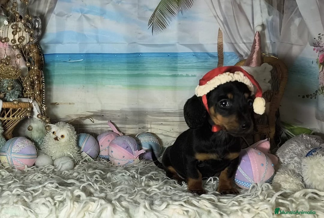 Teckel perros en venta: Teckel kanichen  - Anuncio 5