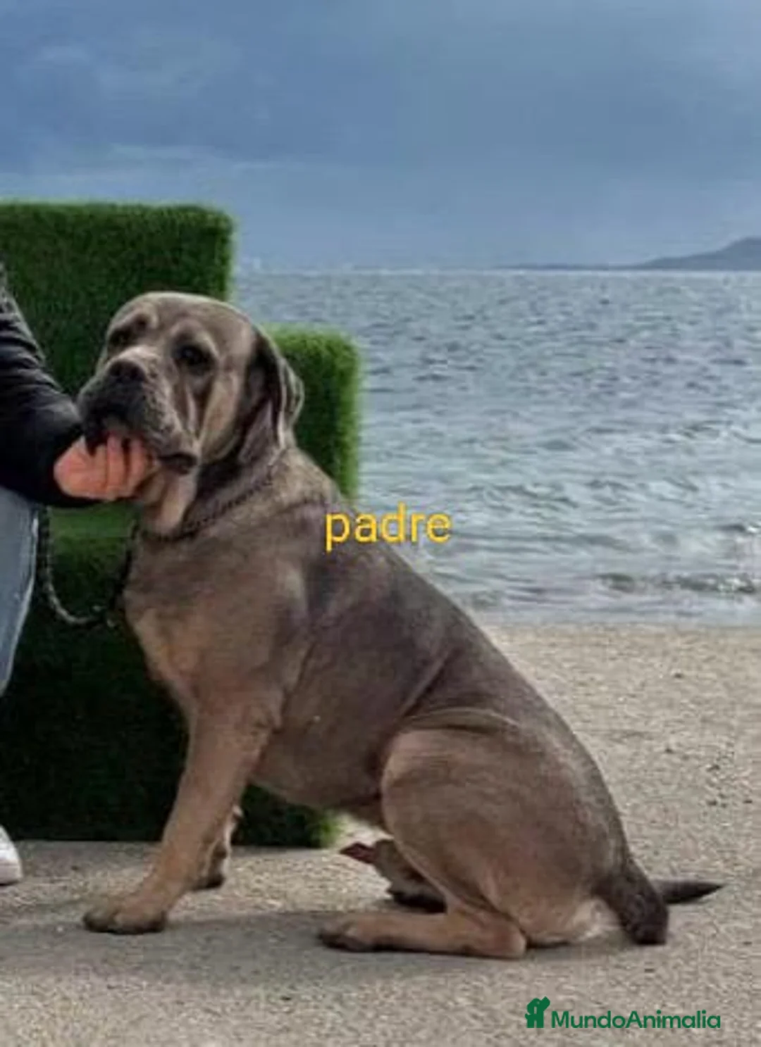 Cane Corso perros en venta: CANE CORSO - Anuncio 2