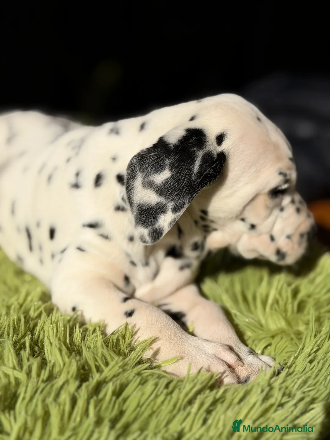 Dálmata perros en venta: Dálmata  - Anuncio 3