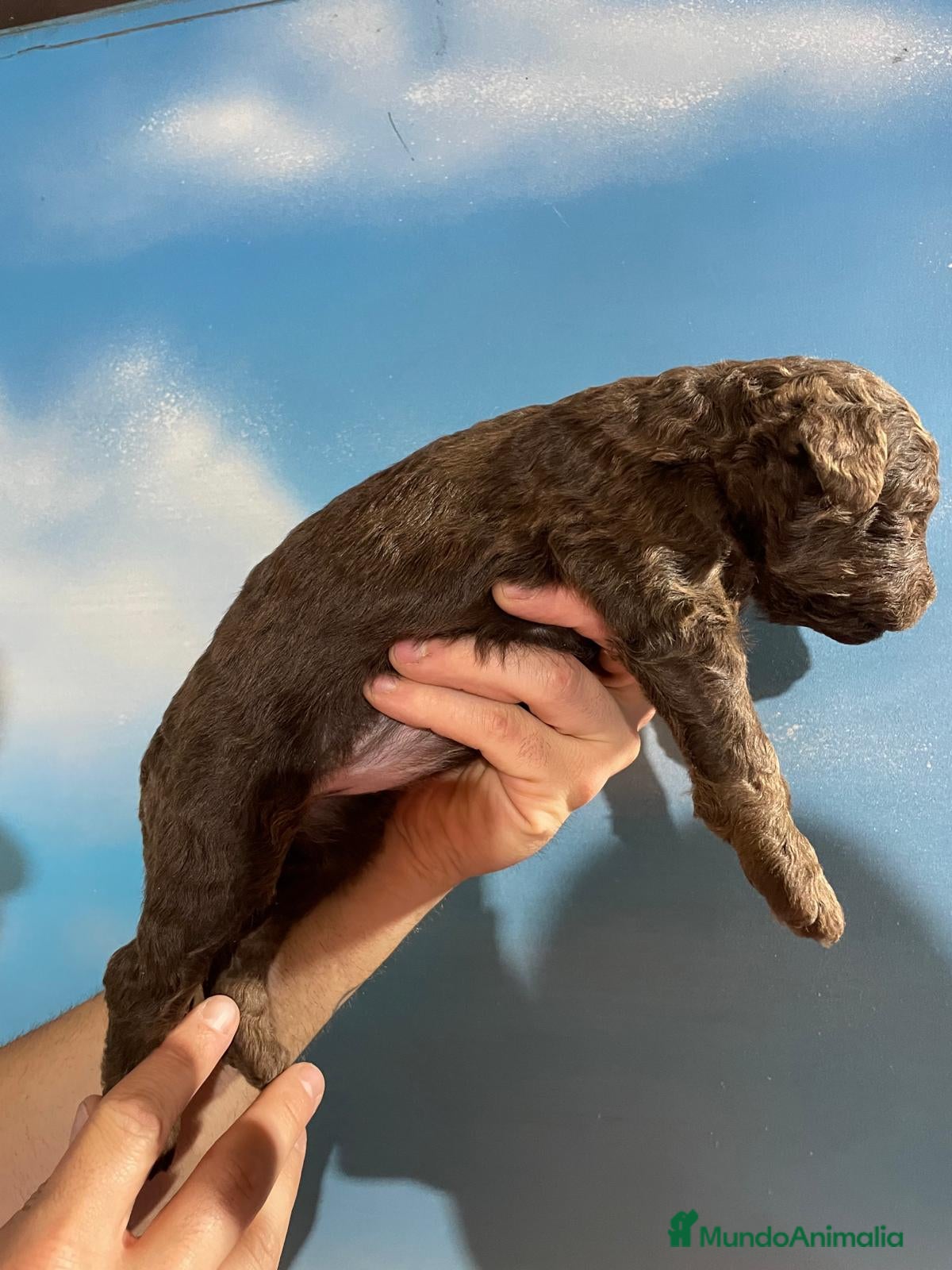 Perro de Agua Español perros ABRIMOS RESERVAS - Anuncio 5