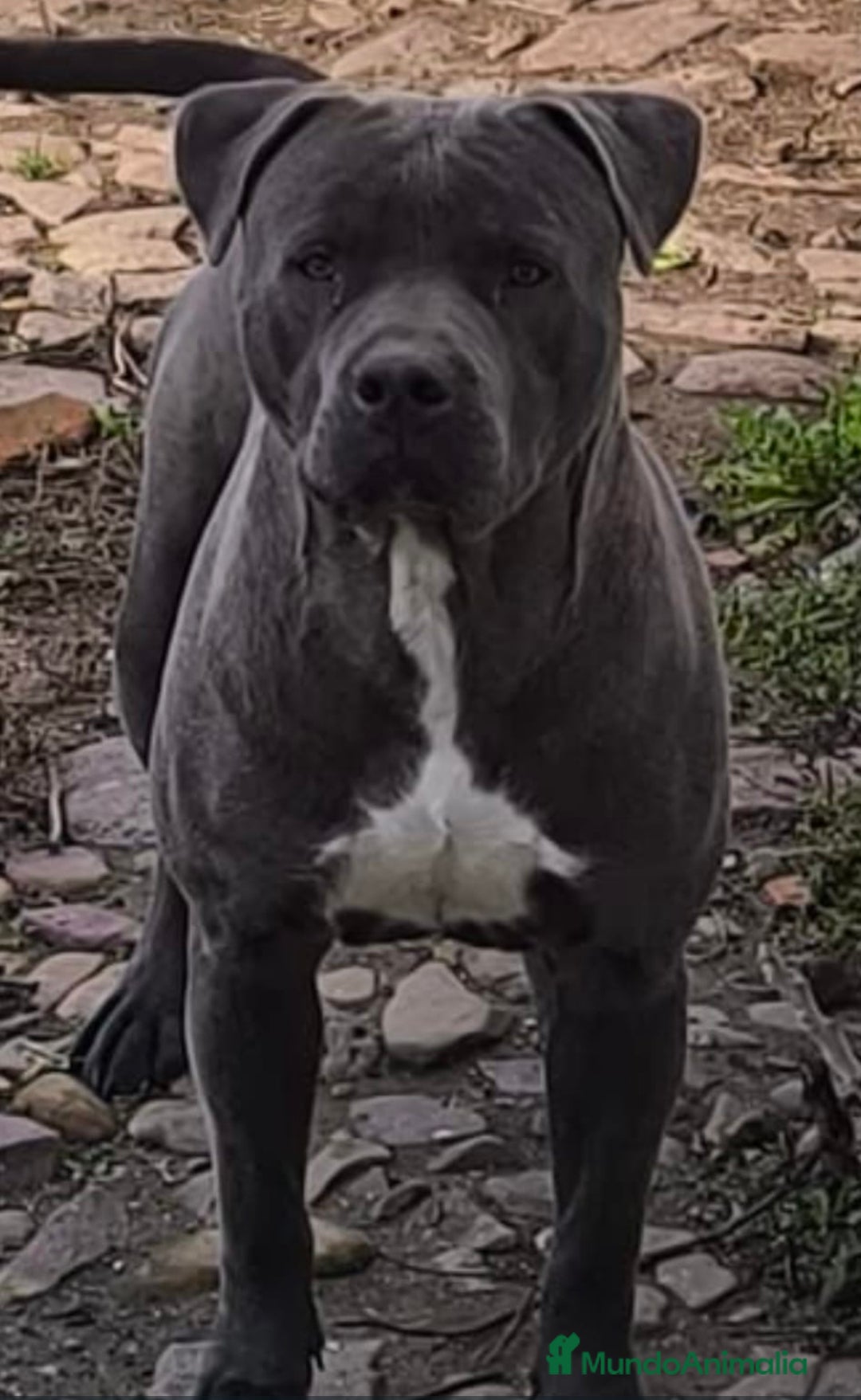 American Pit Bull Terrier perros American pitbull terrier  - Anuncio 1