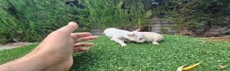 Chihuahua perros en venta: Chihuahuas militoy - Anuncio 6