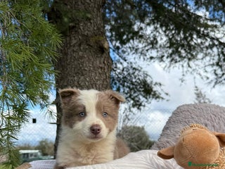 Border Collie perros en Ciudad Real - Anuncio 17