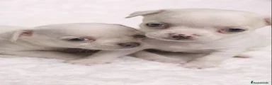 Chihuahua 2
