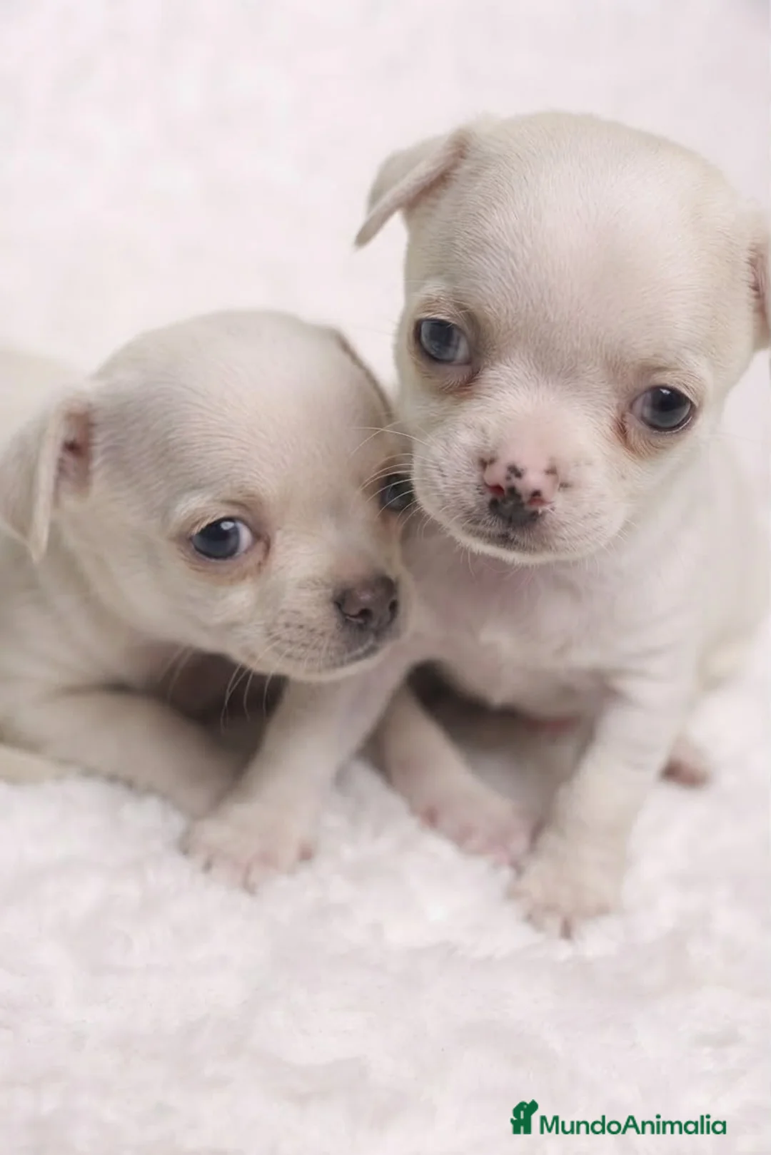 Chihuahua perros en venta: CACHORROS CHIHUAHUA MINI TOY - Anuncio 2