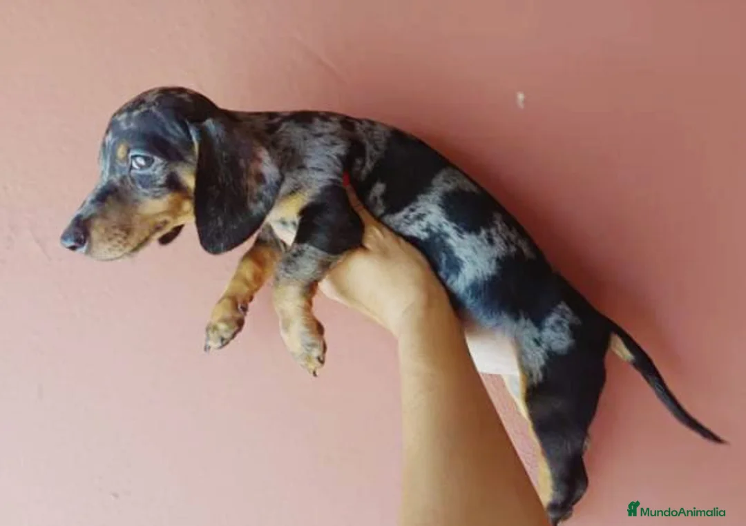 Teckel Miniatura perros en venta: Teckel arlequín - Anuncio 2