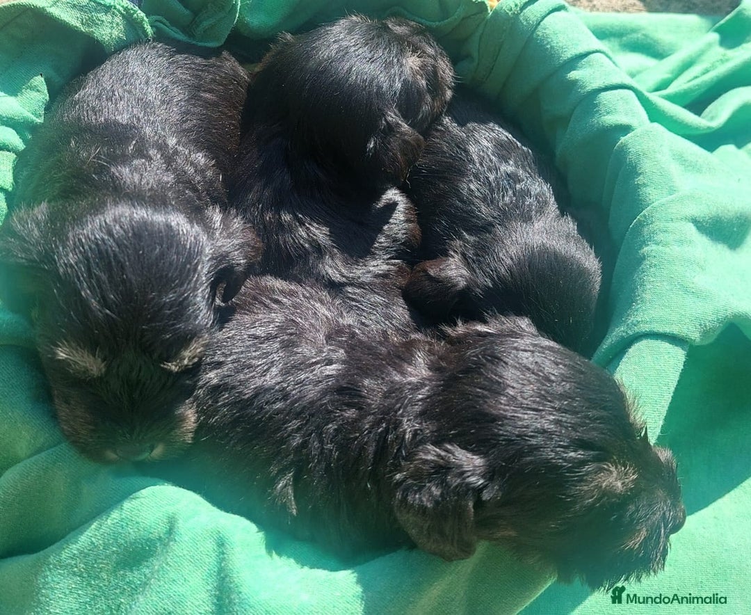 Schnauzer Miniatura perros en venta: Espectacular camada lista para entregar - Imagen 4