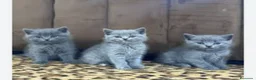 Británico de Pelo Corto gatos en venta: British shorthair - Anuncio 4
