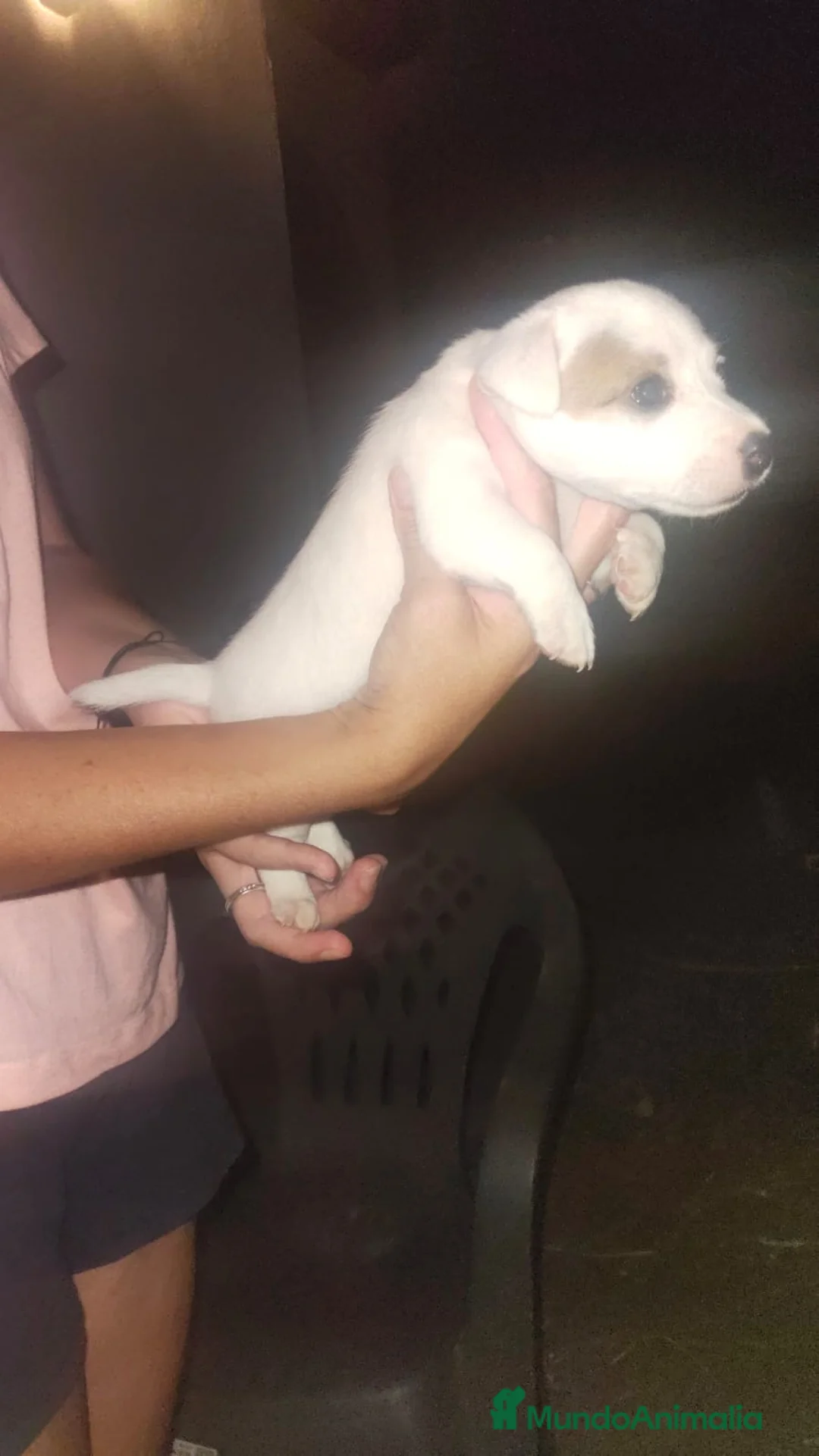 Jack Russell Terrier perros en venta: Jack Russell  - Anuncio 2