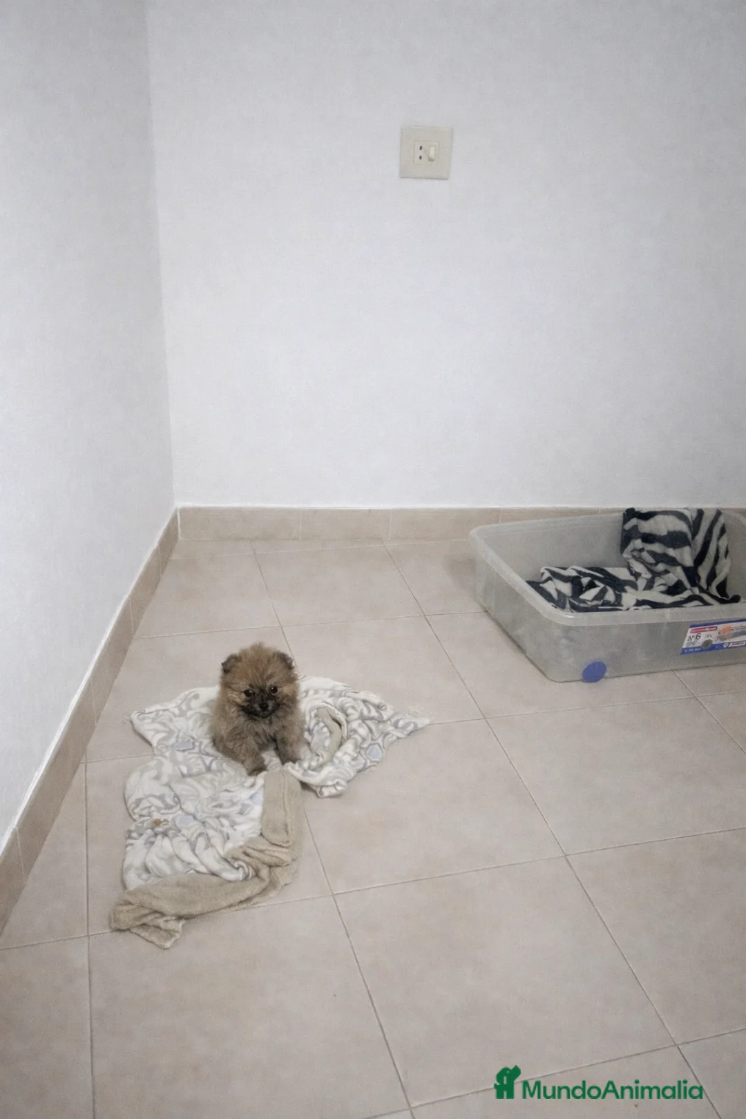 Pomerania perros en venta: Lulu Pomerania toy - Anuncio 1