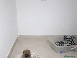 Pomerania perros Lulu Pomerania toy - Anuncio 14