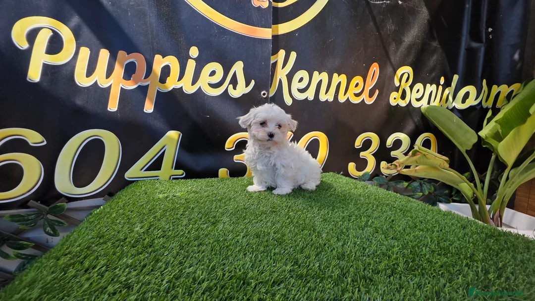 Bichón Maltés perros en venta: Bichon maltes toy  - Anuncio 2