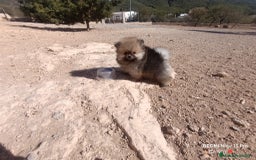 Pomerania perros en venta: PRECIOSA BOLITA DE MACHITO CHIQUITIN DE POMERANIA - Imagen 3