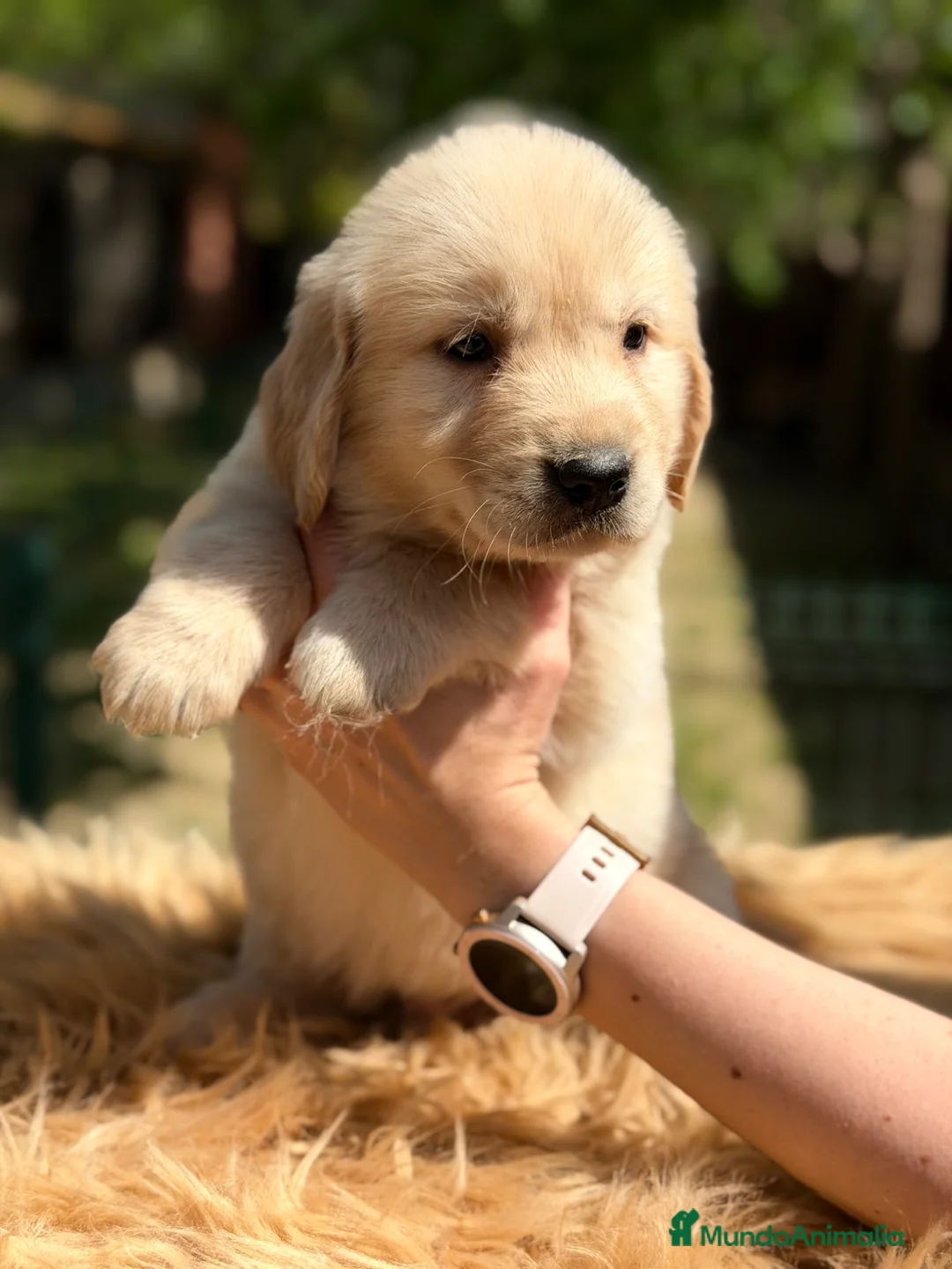 Golden Retriever perros en venta: Golden macho  - Anuncio 5