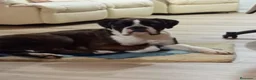 Boxer perros en venta: Boxer - Anuncio 6