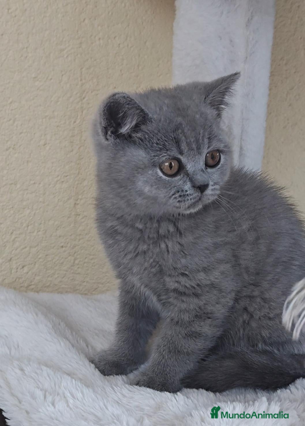 Británico de Pelo Corto Azul gatos Gatito British Shorthair  - Anuncio 2