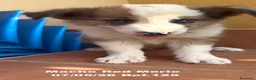 Border Collie perros en venta: Border Collie De Villa Biznaga - Anuncio 24