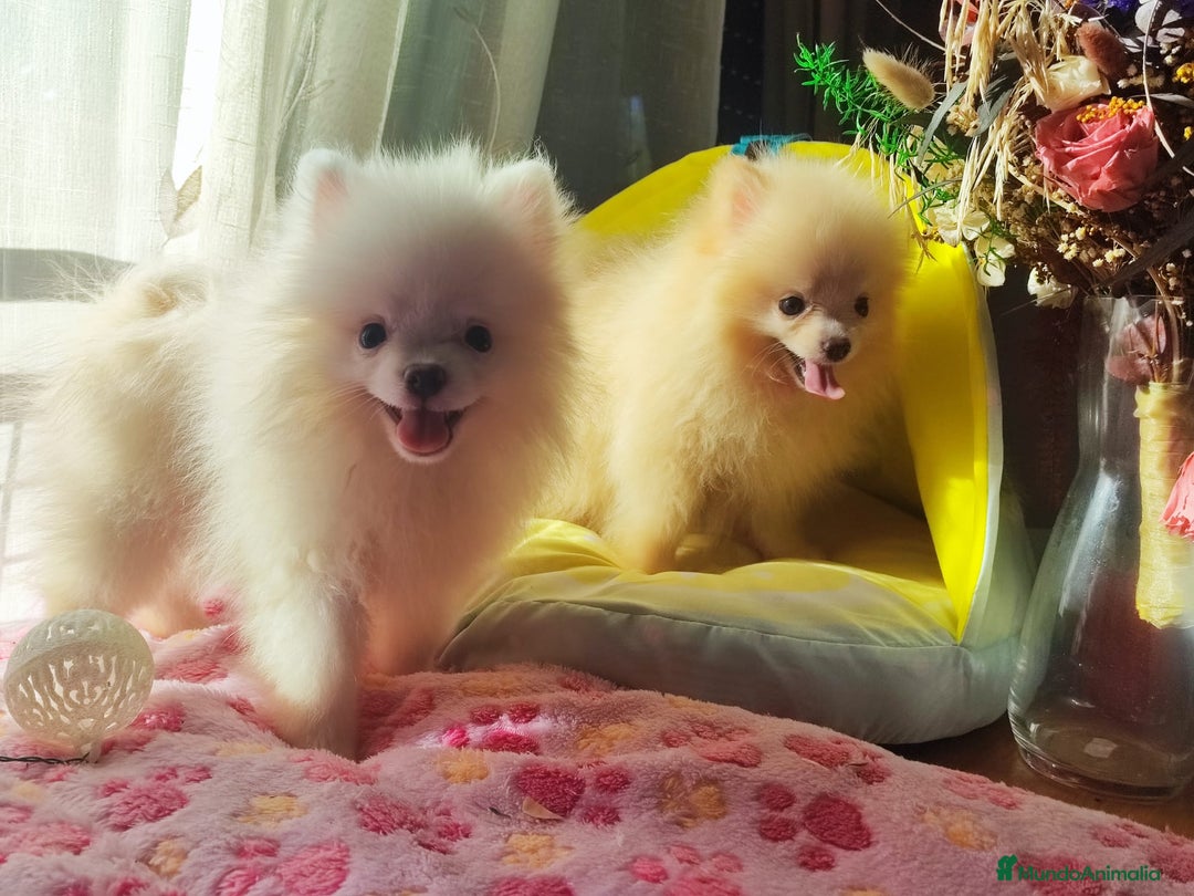 Pomerania perros en venta: Pomerania  - Imagen 2