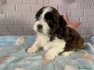 Shih Tzu perros - Anuncio 16