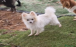 Pomerania perros en venta: Preciosa pomerania micro/toy hembra - Imagen 3