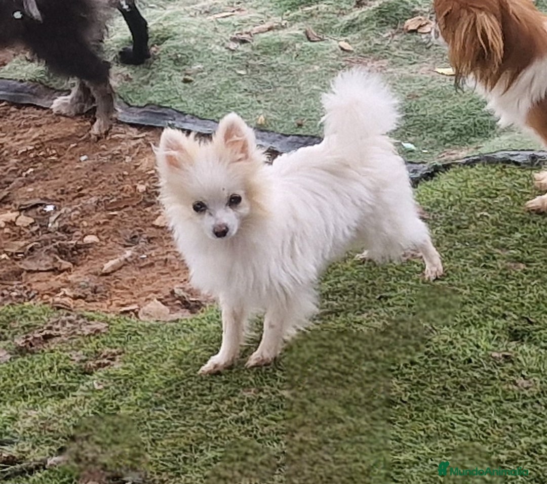 Pomerania perros en venta: Preciosa pomerania micro/toy hembra - Imagen 3