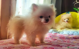 Pomerania perros en venta: Pomerania  - Imagen 1