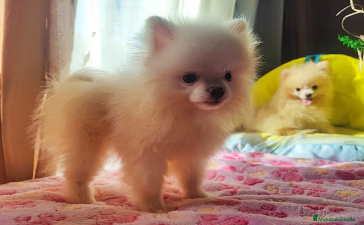 Pomerania perros - Anuncio 18