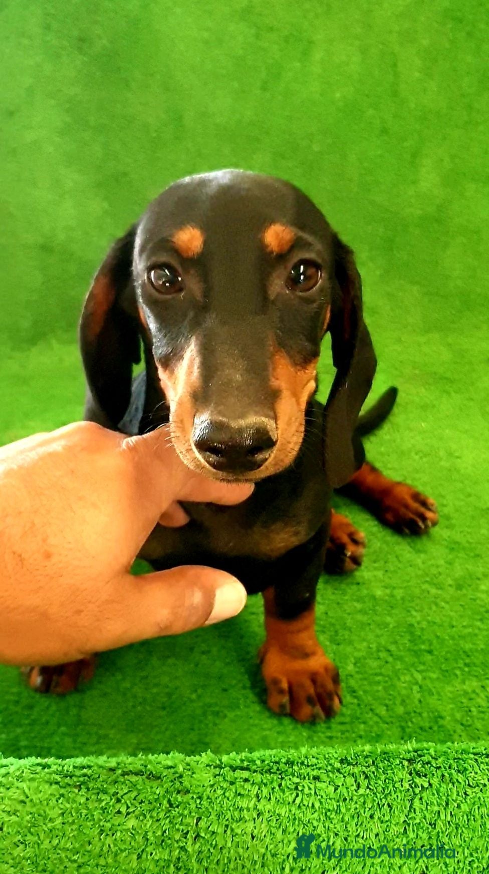 Teckel Miniatura perros Teckel Miniatura  - Anuncio 1