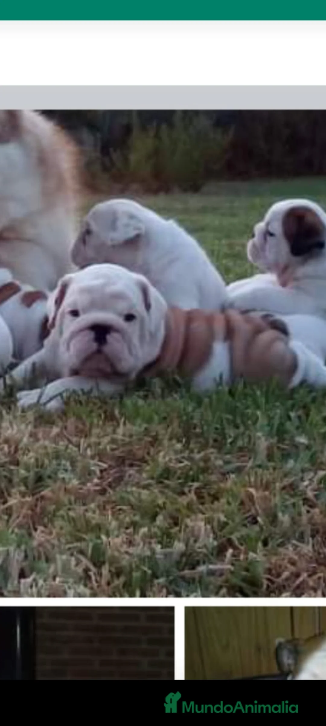 Imagen de galería {{count}}