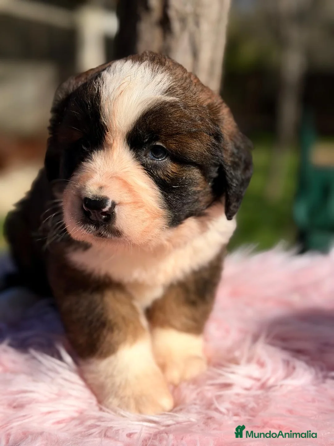 Raza Mixta perros en venta: SAN BERNES  - Anuncio 2