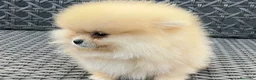 Pomerania perros en venta: Pomerania  - Anuncio 5