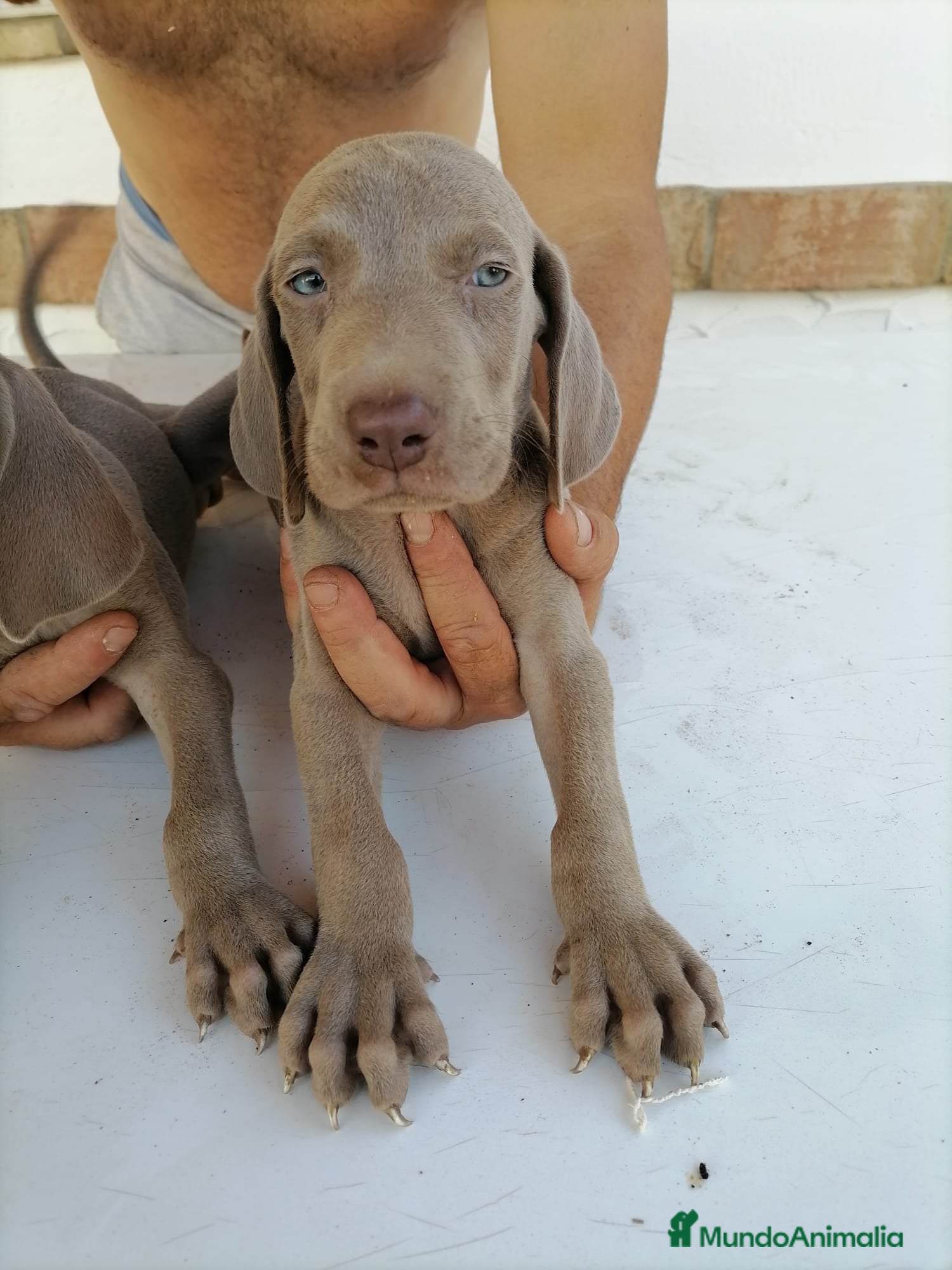 Otras razas perros Camada de Bracos de Weimar  - Anuncio 11